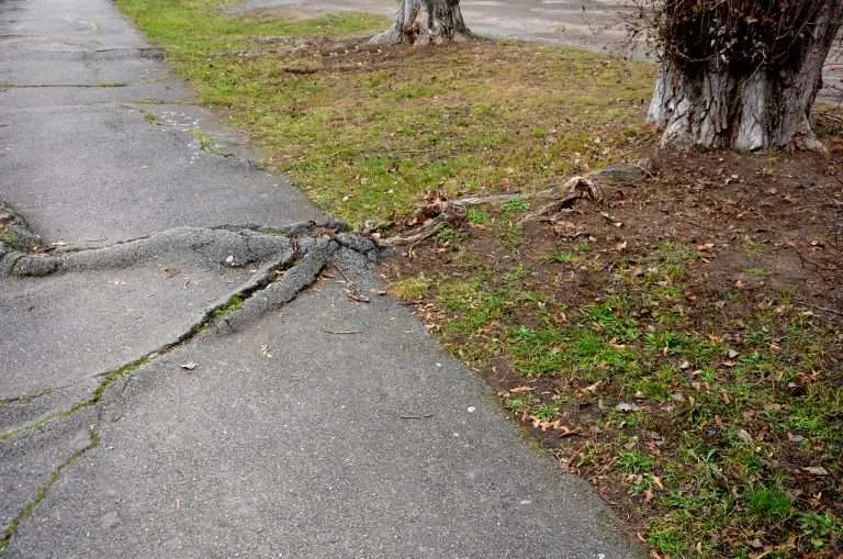 Thick tree roots growing underneath an asphalt sidewalk, causing severe cracking and buckling of the pavement surface