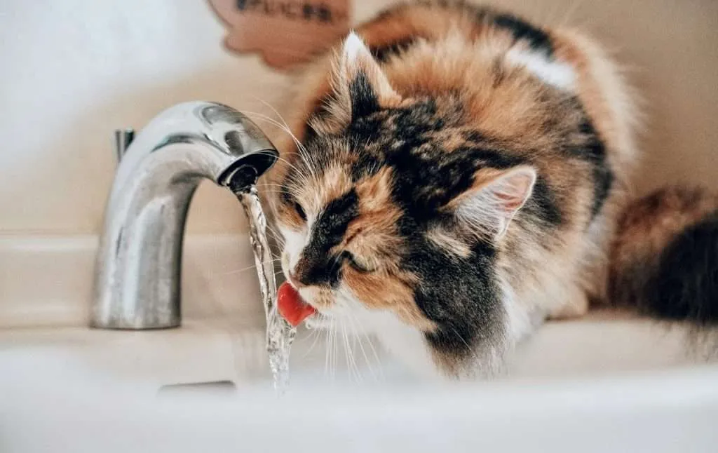 fluffy calico cat leaning over a white sink to drink a stream of fresh running water directly from a chrome bathroom faucet