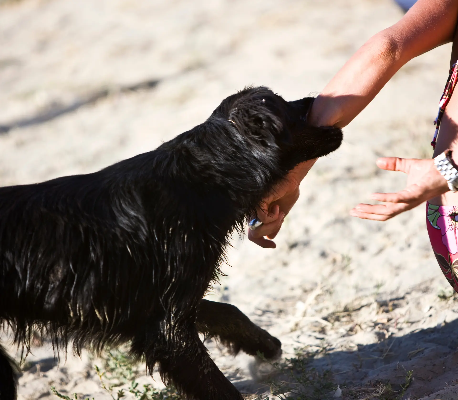 Dog Bite Laws in California: How Victims Can Recover Compensation