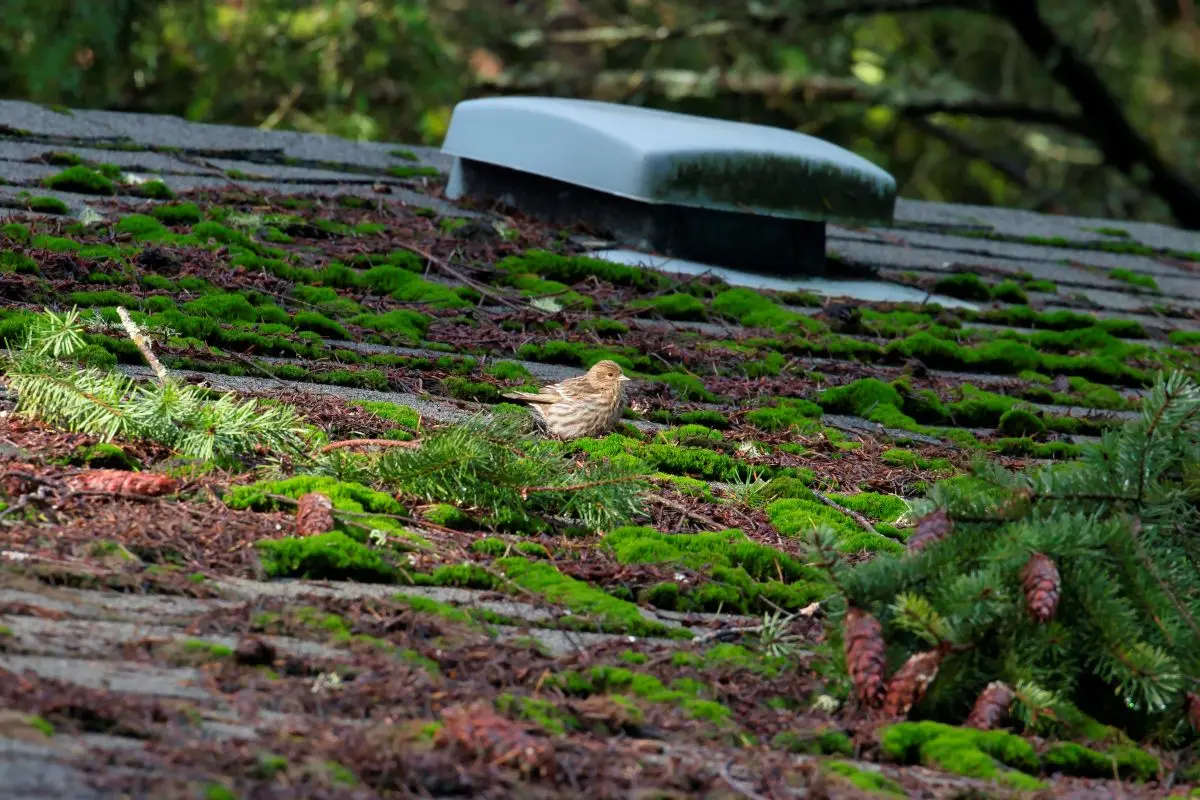 how to remove mold from roof little bird standing