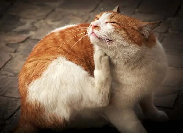 Premier Veterinary Care, Cat Allergy, Cat Care
