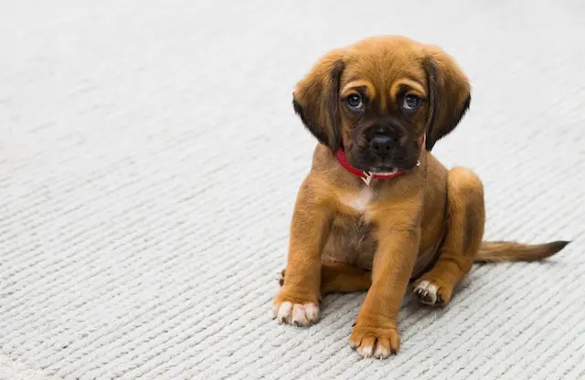 Dog Spay & Neuter, Premier Veterinary Care