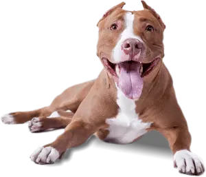 Dog Wellness