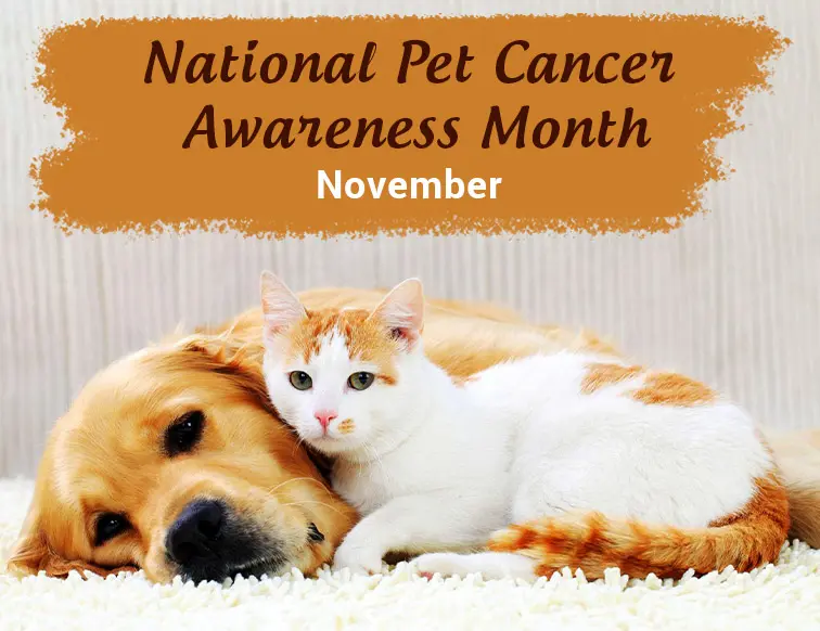 National Pet Cancer Awareness Month