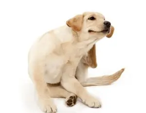 Premier Veterinary Care, Dog Allergy