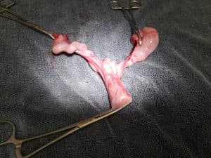 Pyometra in Dogs and Cats
