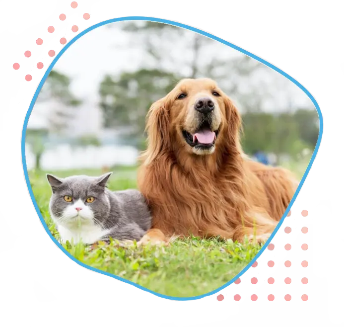 healthy and happy pet
