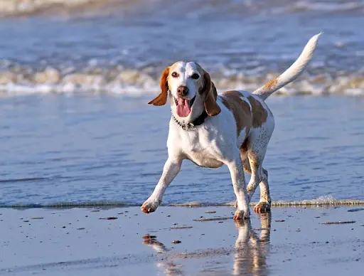 Pet Healthy
