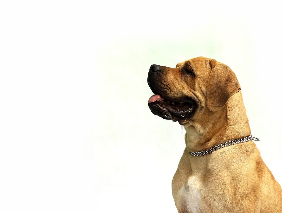 dog wellness