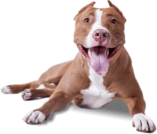 Dog Wellness