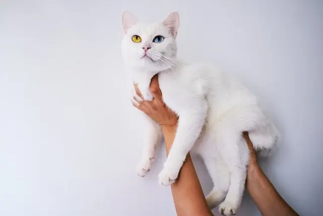 Premier Veterinary Care, Cat Spay & Neuter