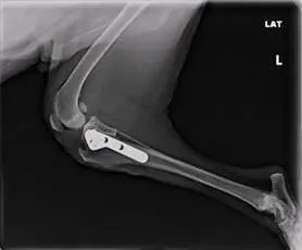 TPLO Post-op Lateral
