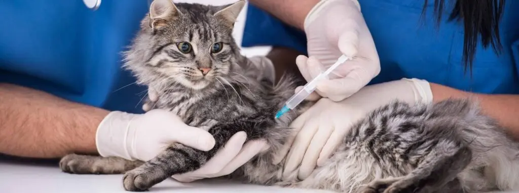 Cat Vaccination, Premier Veterinary Care
