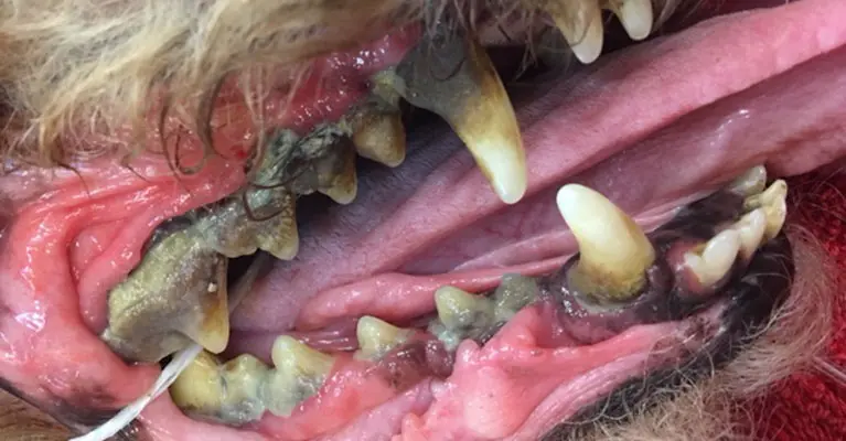 February is National Pet Dental Health Month