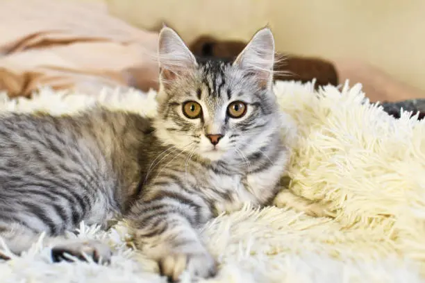 cat wellness
