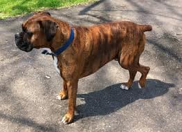 Dog Knee Surgery, Premier Veterinary Care