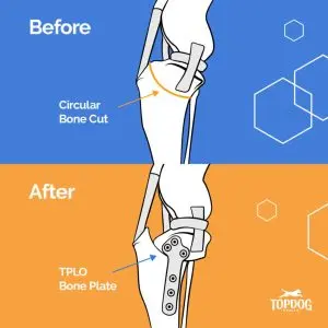 TPLO before and after