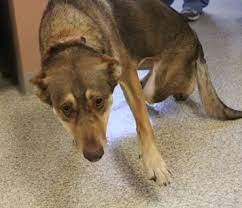 Dog Ligament Tears