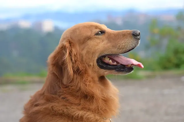 Dog Dental Care, Premier Veterinary Care