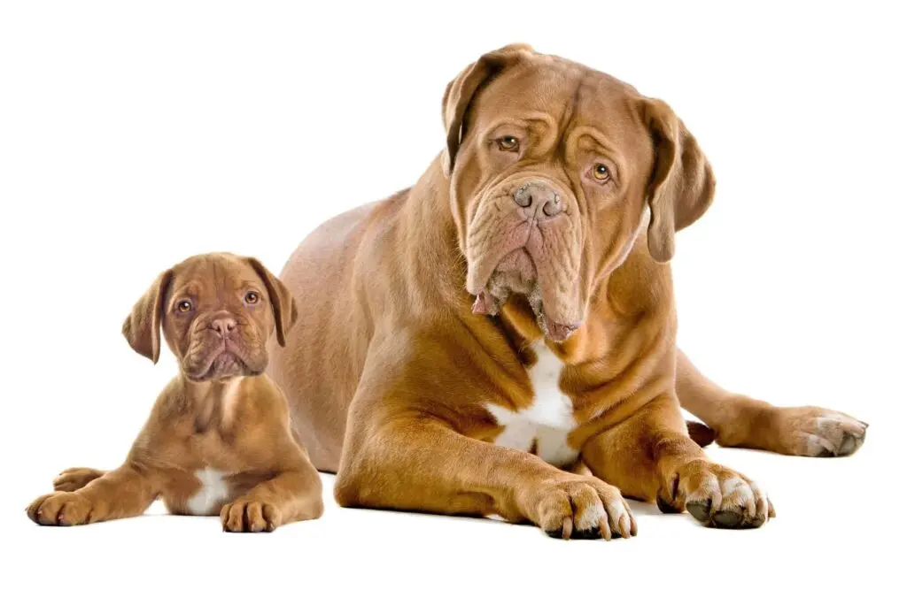 Premier Veterinary Care, Dog Wellness