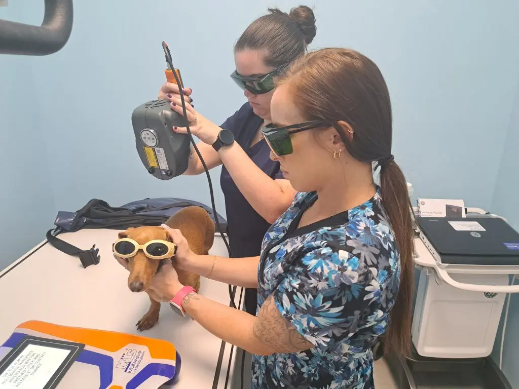 Cutting Edge Class IV therapy laser leads the way in regenerative medicine.