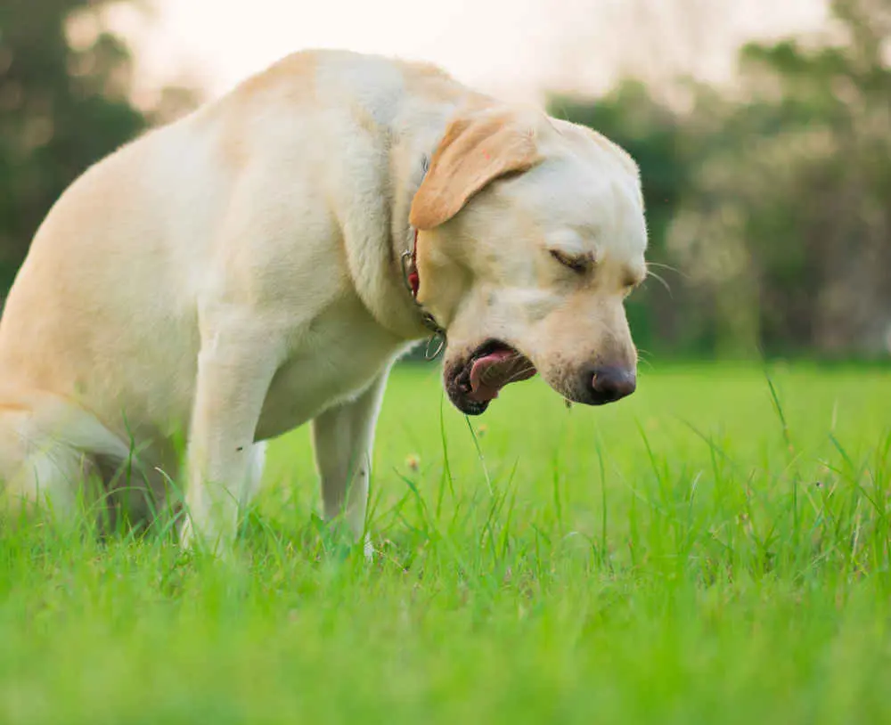 Canine Influenza