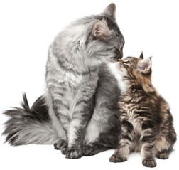 Premier Veterinary Care, Cat wellness