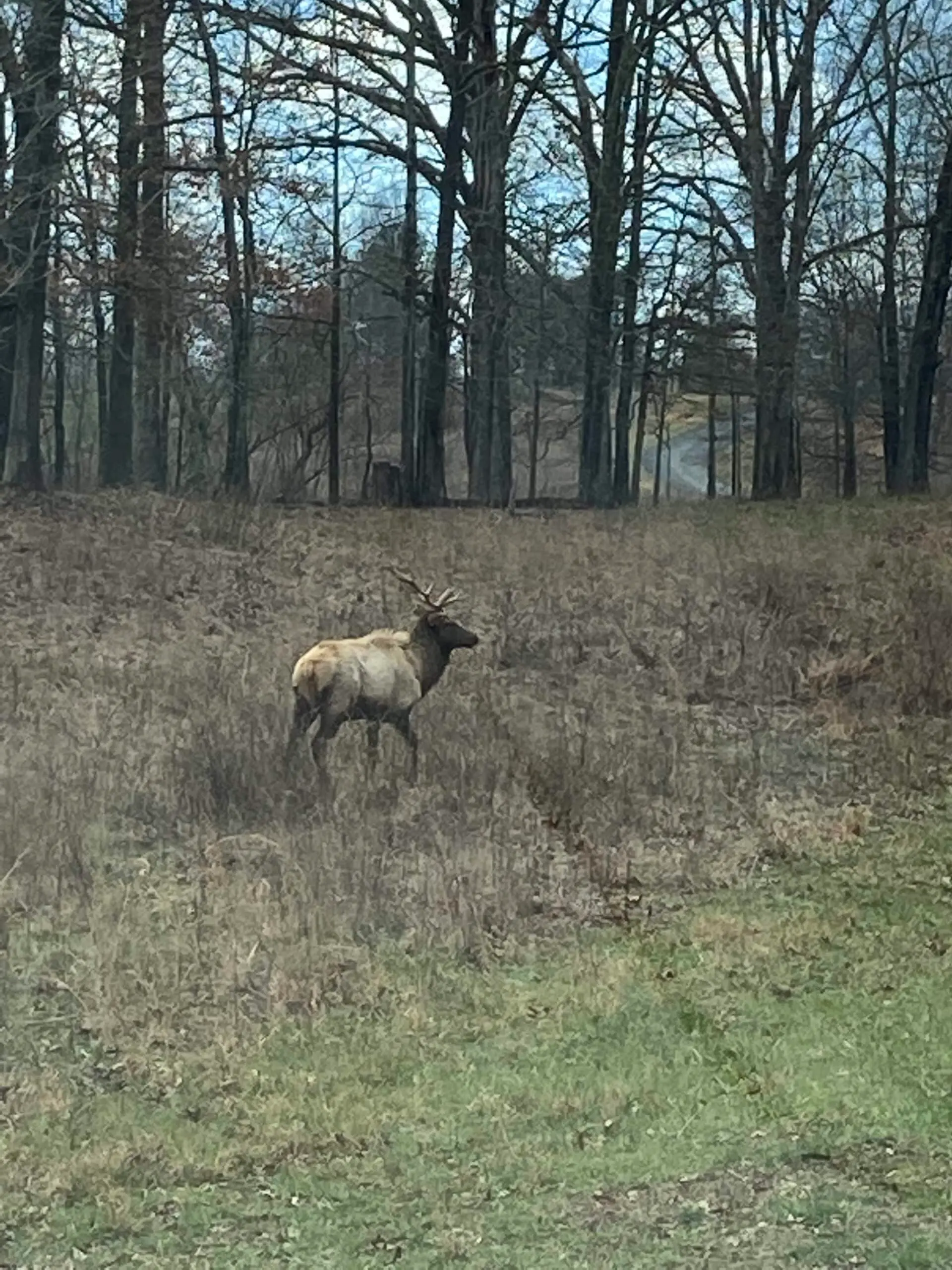 an elk we sited by Land between the Lakes