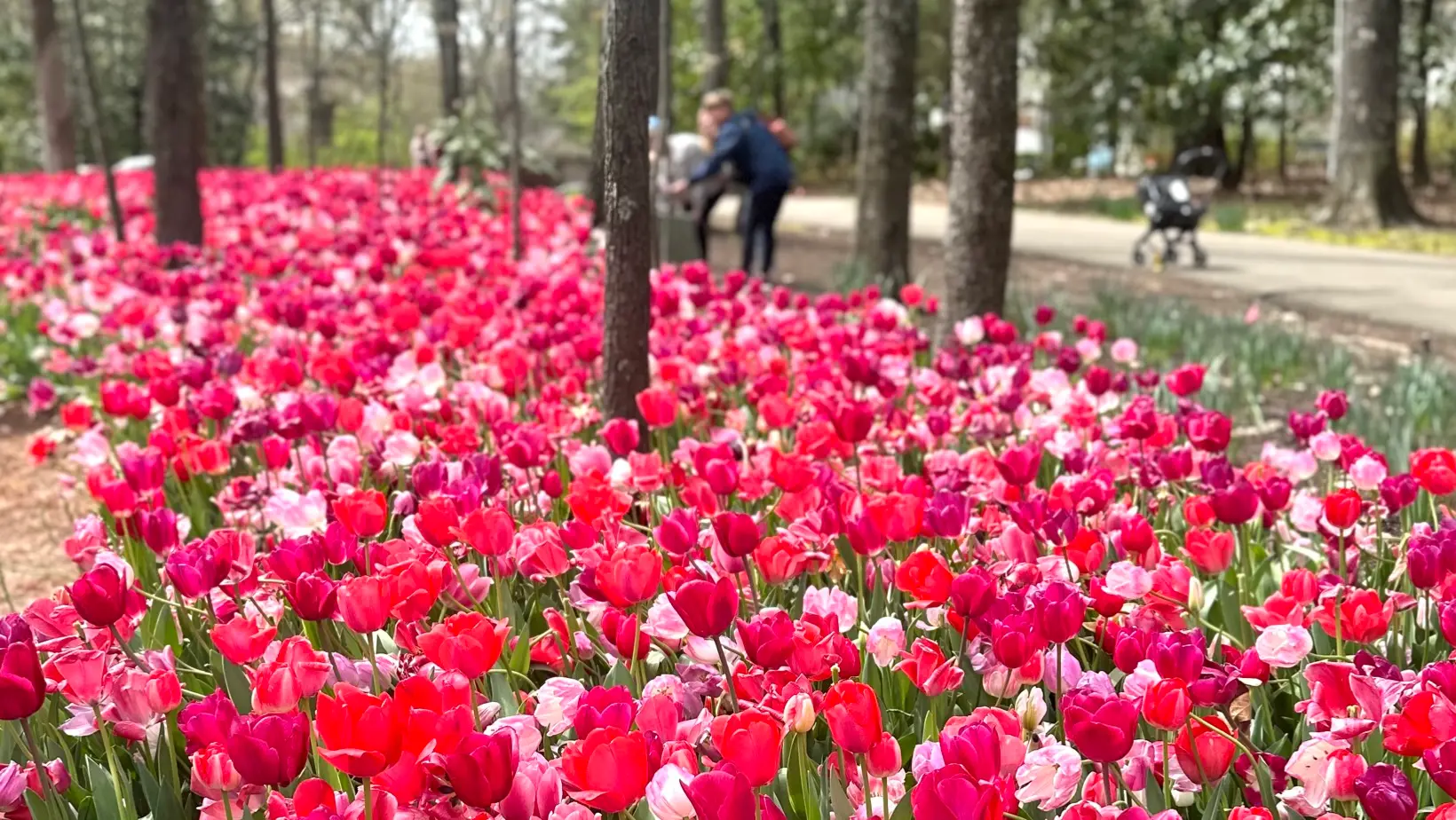 tulips at the Dixon