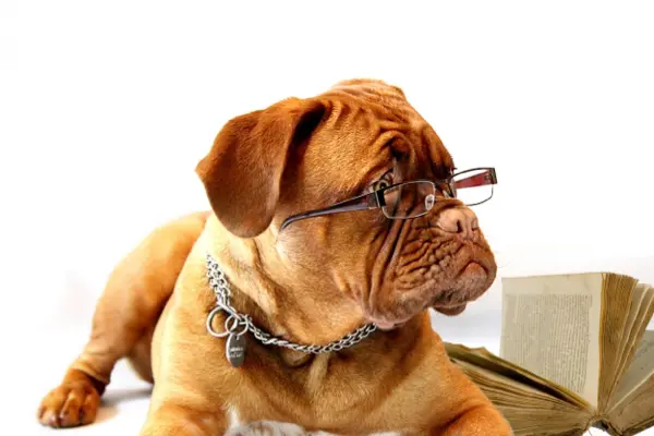 dog with glasses