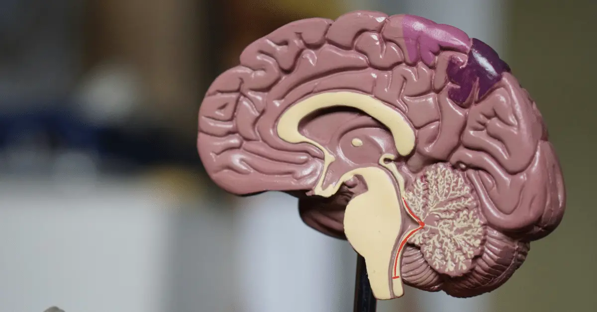 brain anatomy model