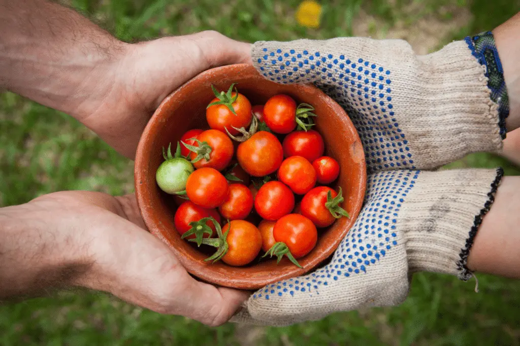 community supported agriculture two hands holding tomatoes