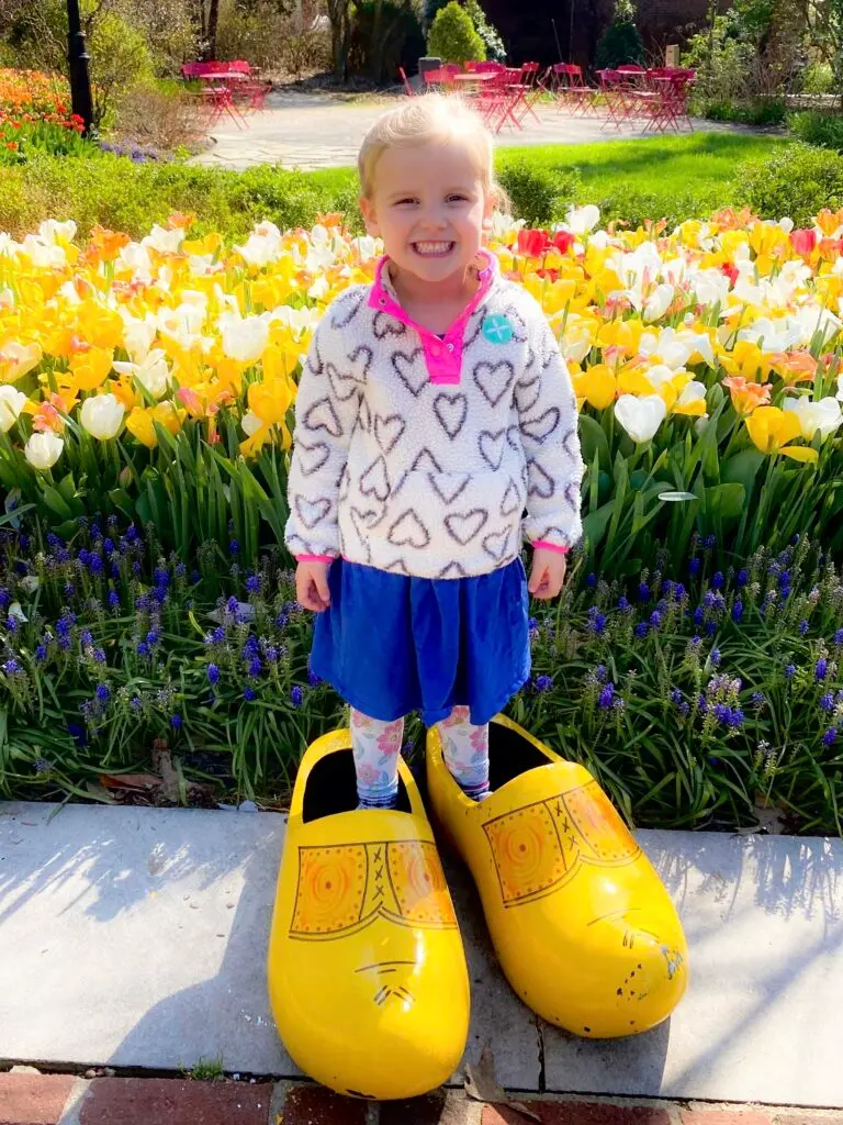 Dixon tulips
