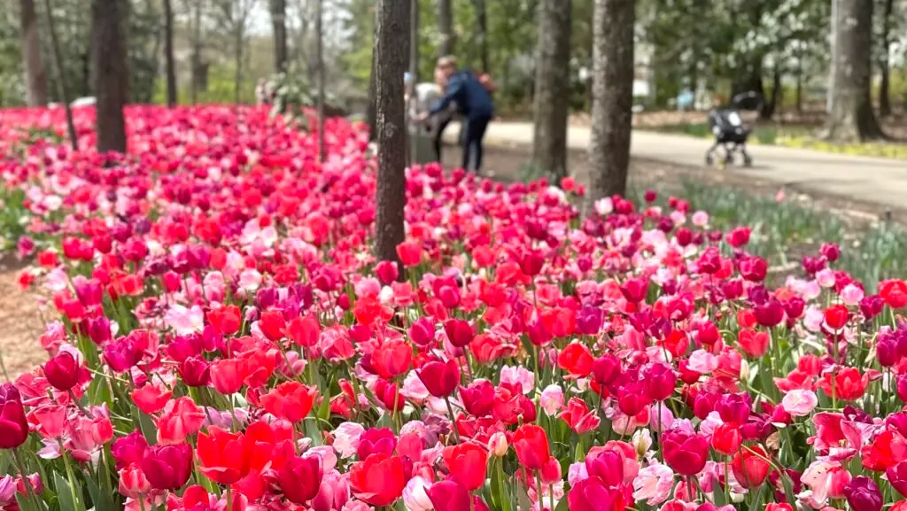 tulips at the Dixon