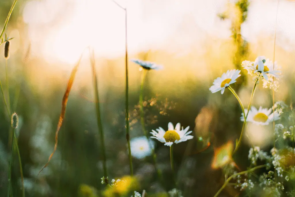 spring flowers at sunrise