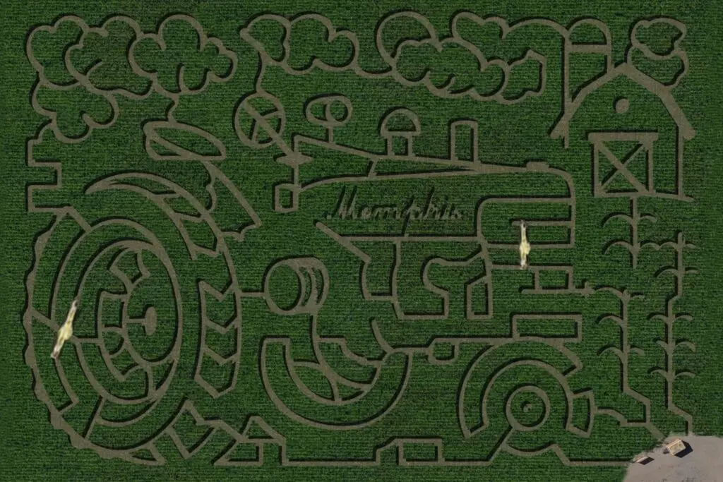 corn maze