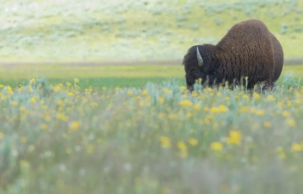 buffalo at the wildlife park 