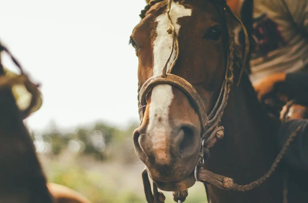 horses on a trail 