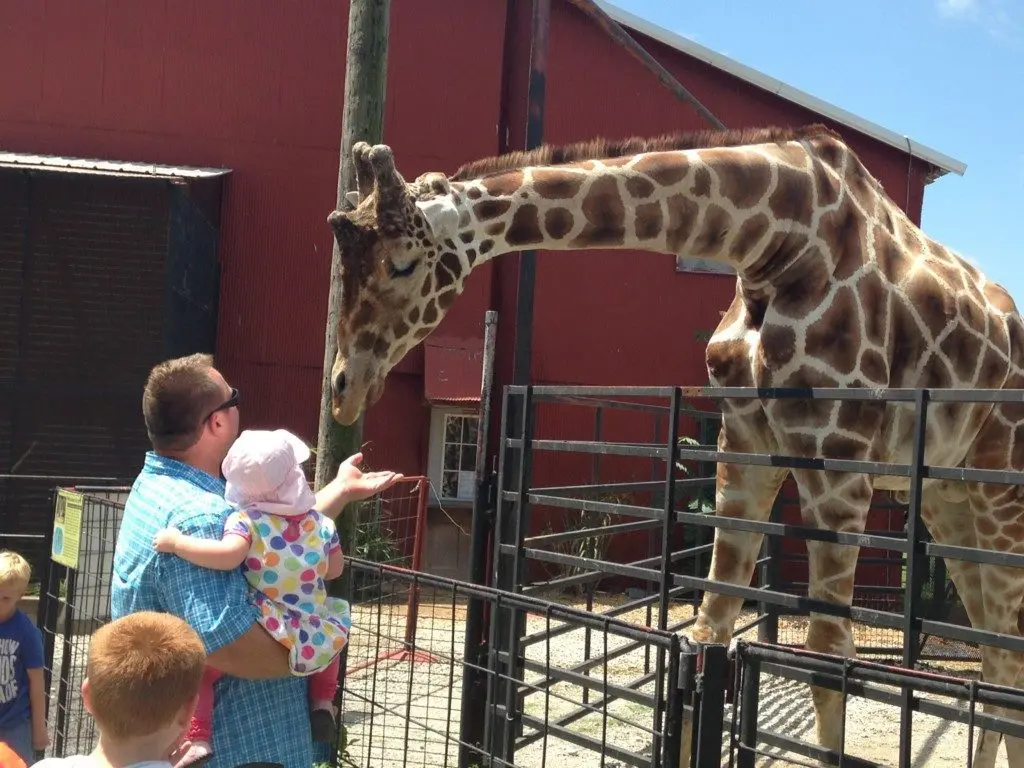 feeding the giraffe at the Safari Park