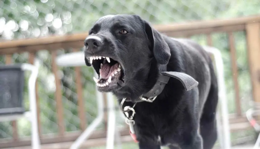 Can a Lawyer Help with Dog Bite Insurance Claims in Spokane Valley? | Call (509) 495-1246
