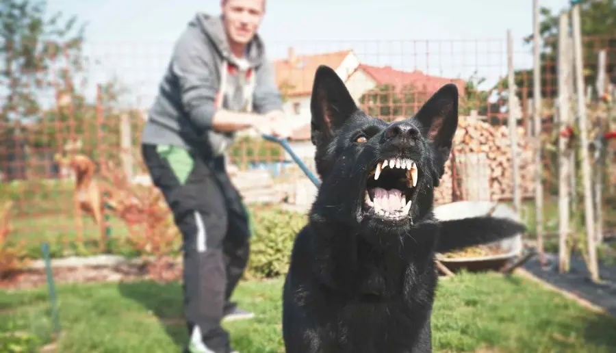 What Are the Specific Dog Bite Laws in Spokane, Washington? | Call (509) 495-1246