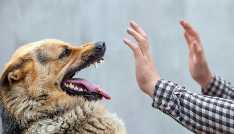 What Should I Do Immediately After Dog Bite in Spokane? | Call (509) 495-1246