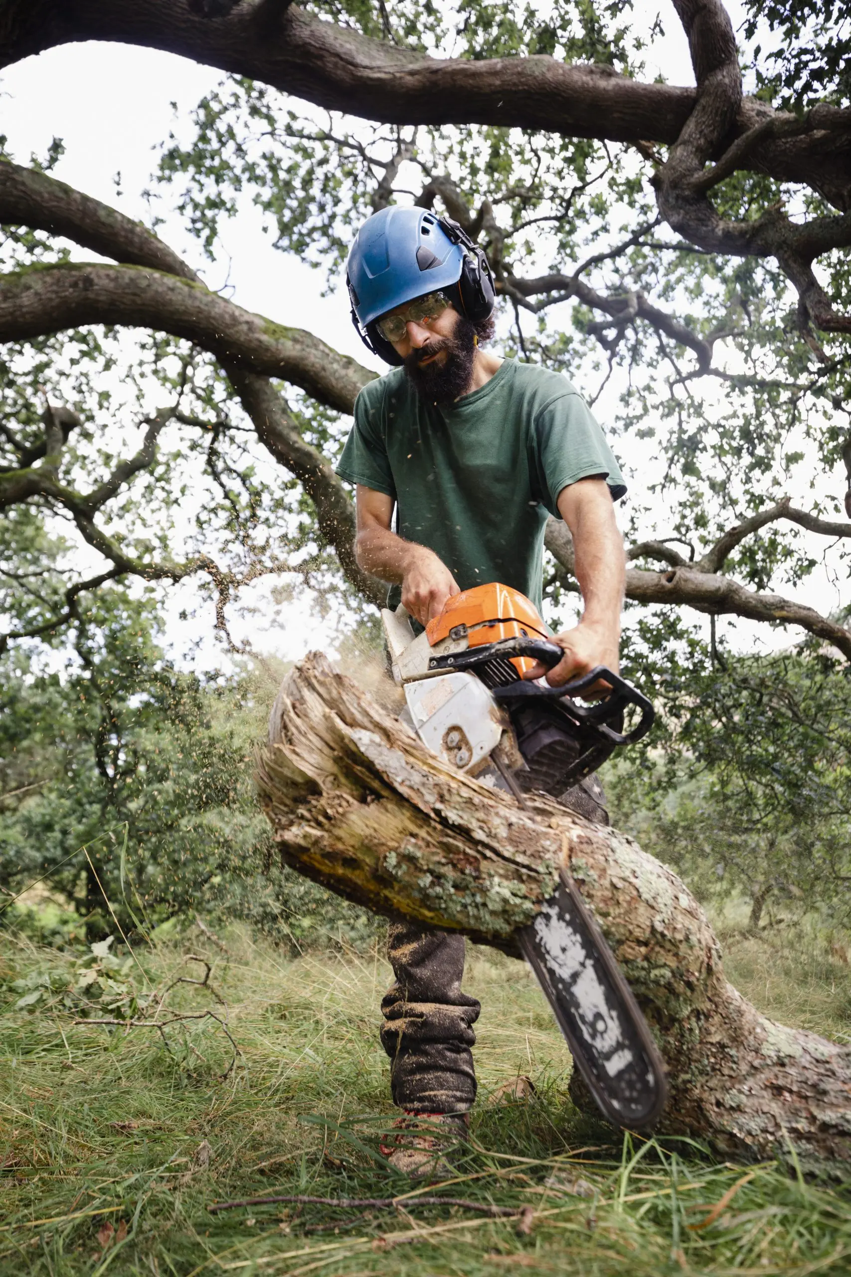 Arborist cutting a tree safely - Professional Tree Removal in Chesapeake, VA