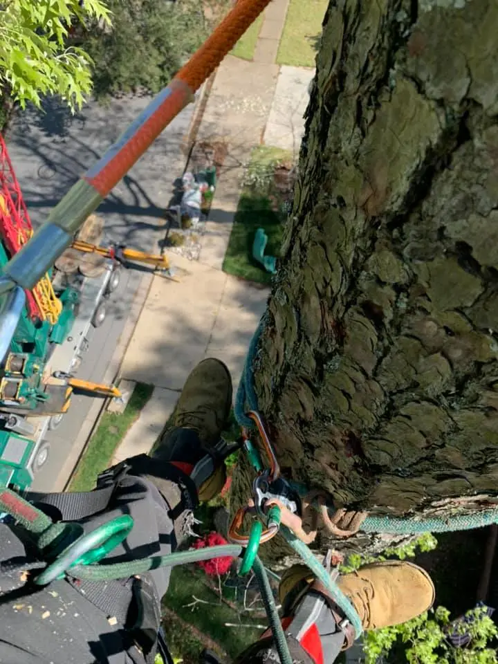 Close-up of a freshly cut tree trunk with a chainsaw in Chesapeake, VA.