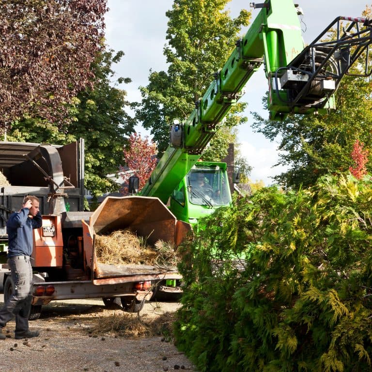 Tree Works LLC crew clearing tree debris after removal in Chesapeake, VA.