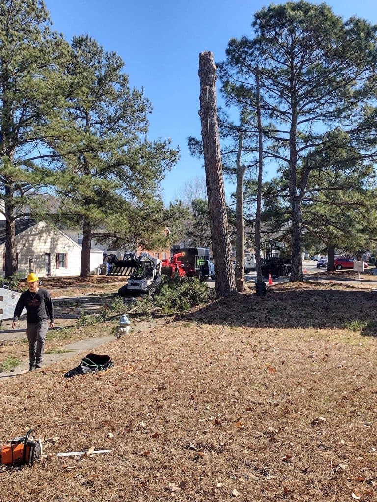 Tree Works LLC team performing tree removal in a residential area of Chesapeake, VA.