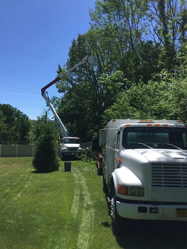 Professional tree trimming service in Lagrangeville, NY, ensuring healthy and well-maintained trees for residential and commercial properties.