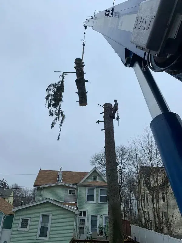 Professional arborists performing a tree removal service in Lagrangeville, NY, ensuring safe and efficient removal of hazardous trees.