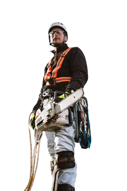 Certified arborist in safety gear providing tree care services in Lagrangeville, NY, specializing in trimming, removal, and emergency services.