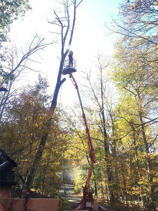 JKE Contracting, Inc. providing professional tree service in Lagrangeville, NY, with expert tree removal, trimming, and storm damage cleanup.